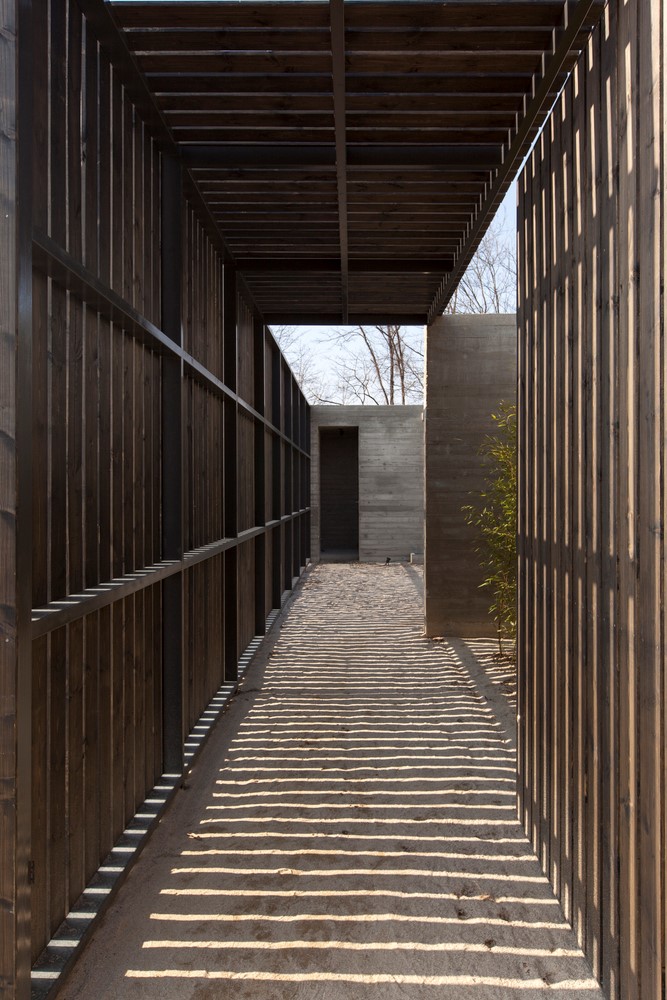 韩国蒲公英,韩国野生蒲公英的种植