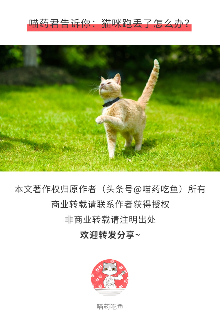猫咪逃跑了找回来了怎么训,猫咪逃跑大概会躲到哪里