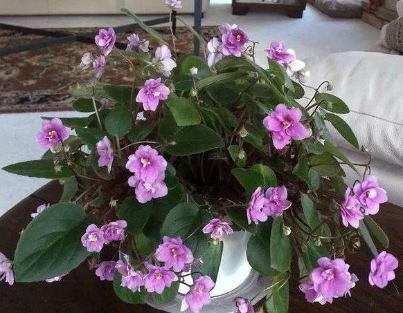 养花懒人绿植,懒人养花推荐花香四季开