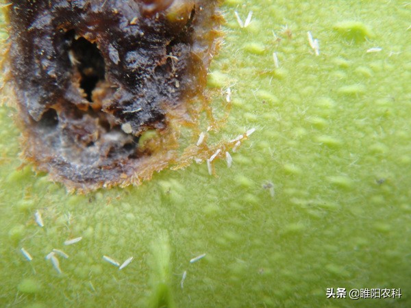 这六种虫子千万不要碰,4种虫千万不要碰