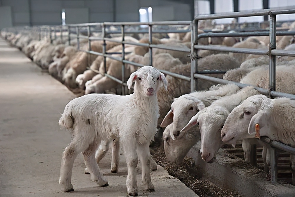 霸州房价最新消息,霸州房价为什么不涨呢