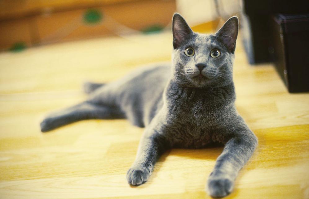 最高冷的猫是什么品种,什么猫最黏人而又好养