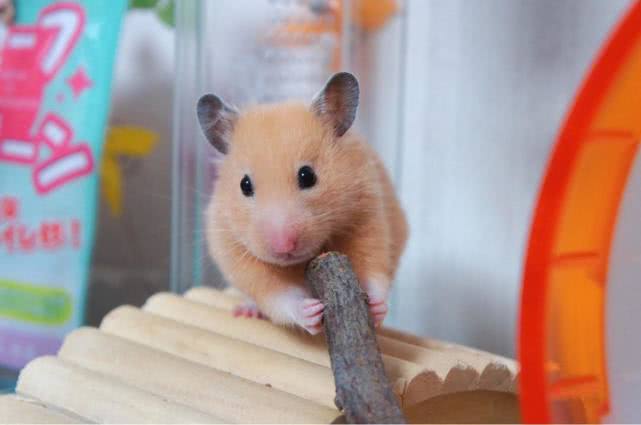 仓鼠湿尾了之后可以给他吃粮吗,仓鼠得了湿尾症没有药怎么办