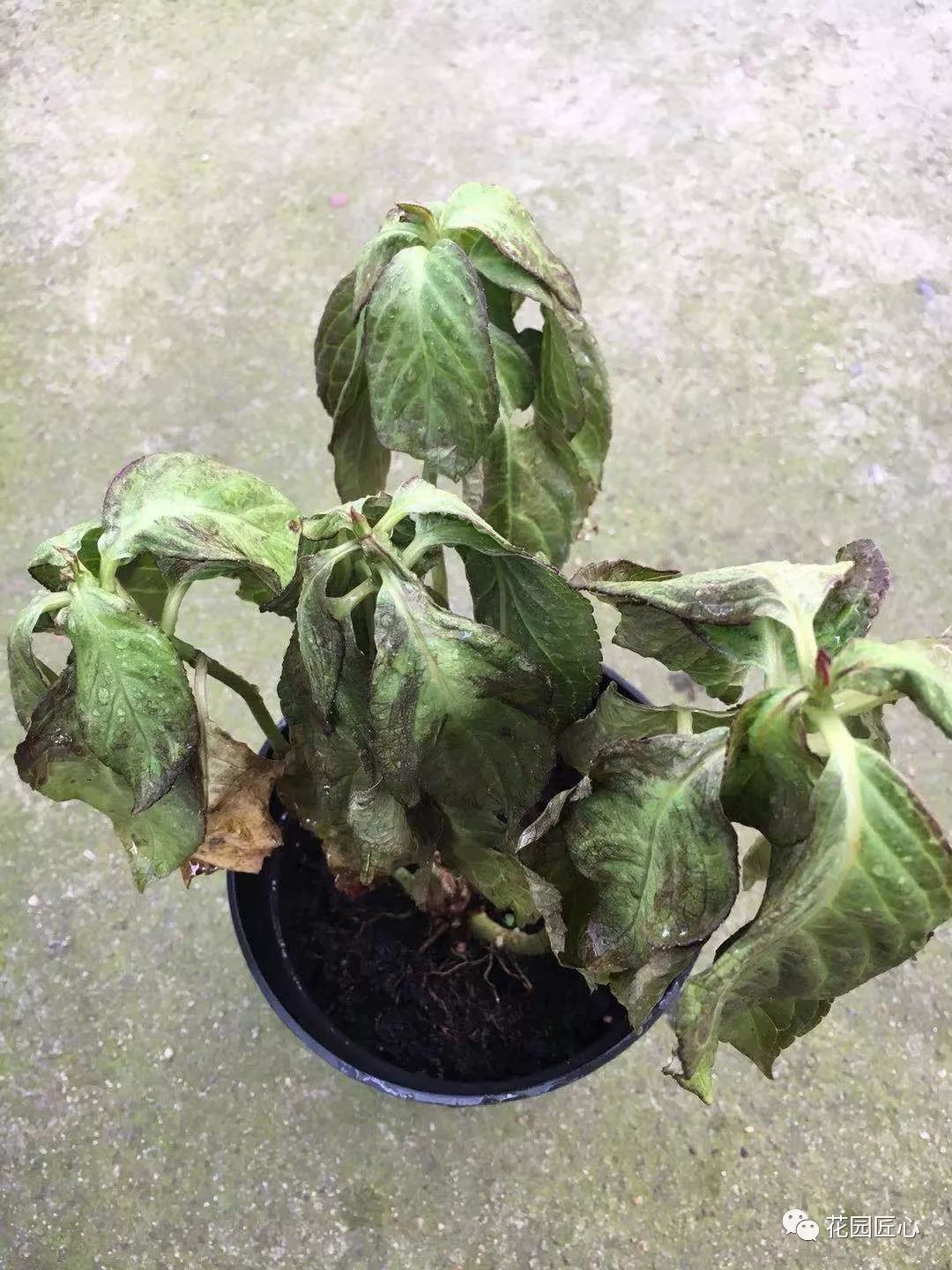 缓苗应该注意些什么,缓苗要注意什么