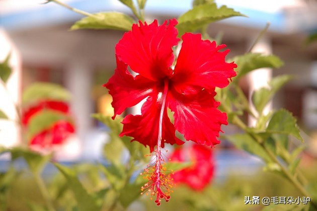 雾柳暗时云度月，露荷翻处水流萤。这个国家居然两个国花