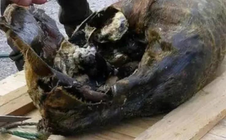 世界臭的美食有哪些,世界最臭食物排行指数