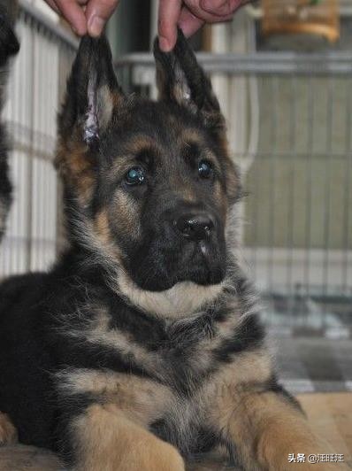 德牧的优点和缺点适合新手,什么样的德牧最漂亮