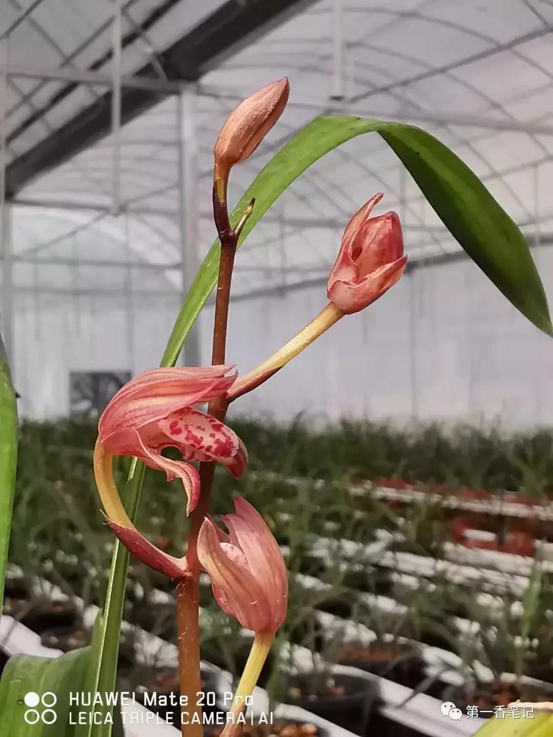 568:自强不息的兰花