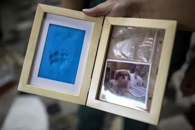 宠物走了怎么安慰高情商,宠物离去怎么走出去