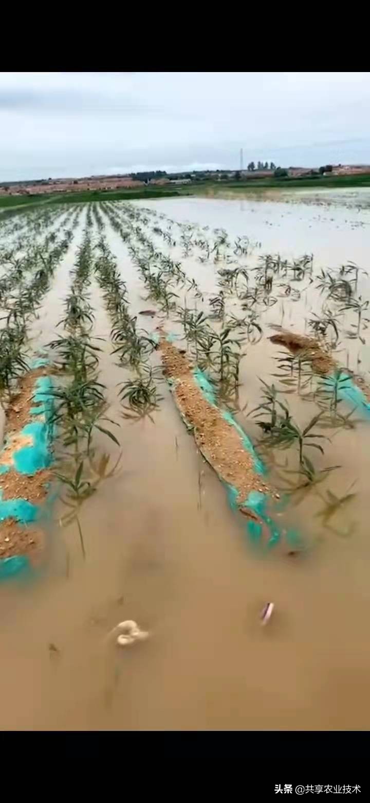 河北行唐：大姜地被淹，如何处理？