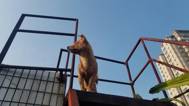 大年初一狗跑到床下不走,大年初一不小心把狗打死了