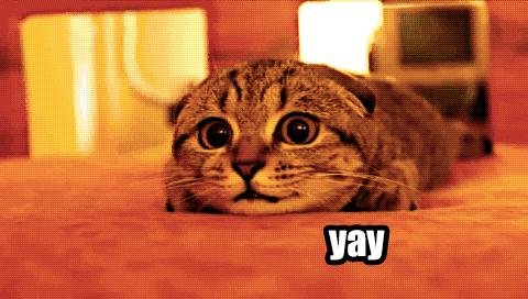 猫主子拉粑粑拉出血是怎么回事,猫拉稀呕吐精神不振没有食欲