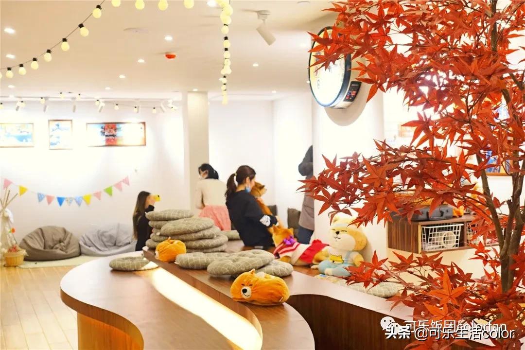 撸柴犬店广州,撸柴宠物乐园