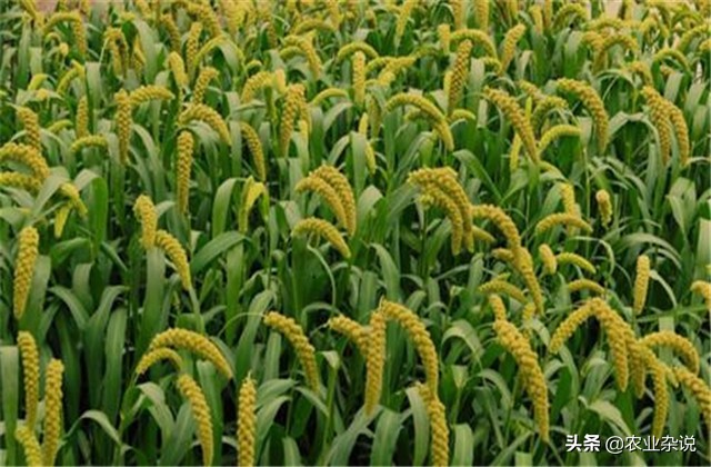 谷子怎么种植能高产,有机稻谷种植技术