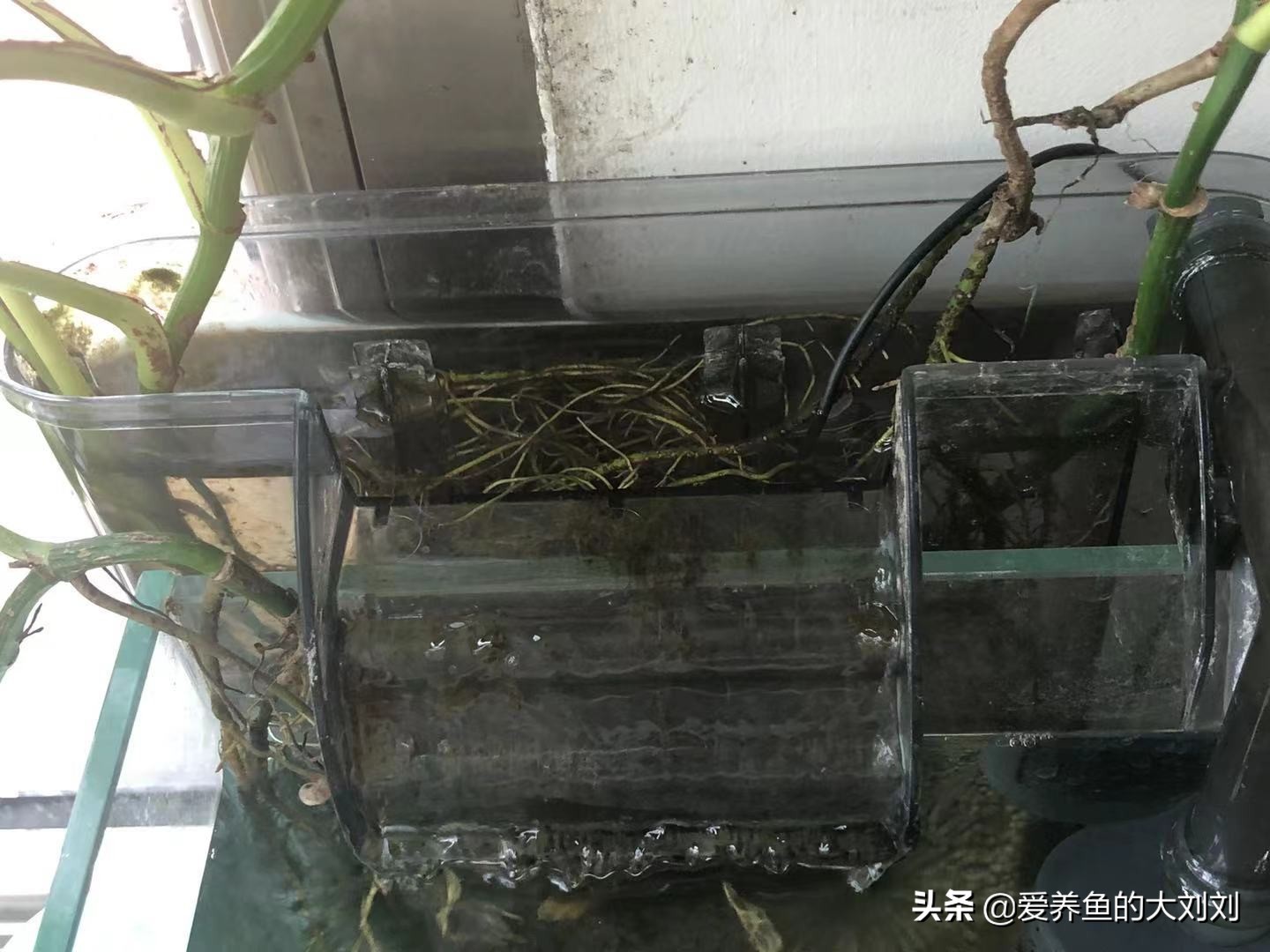 水培绿萝有水就能成活换水要勤快,水养绿萝放了生根粉需要多久换水