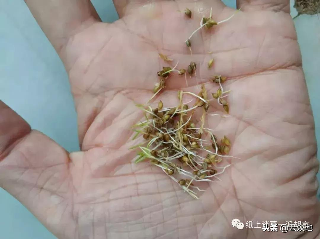 防除稗草,抗性稗草与普通稗草区别