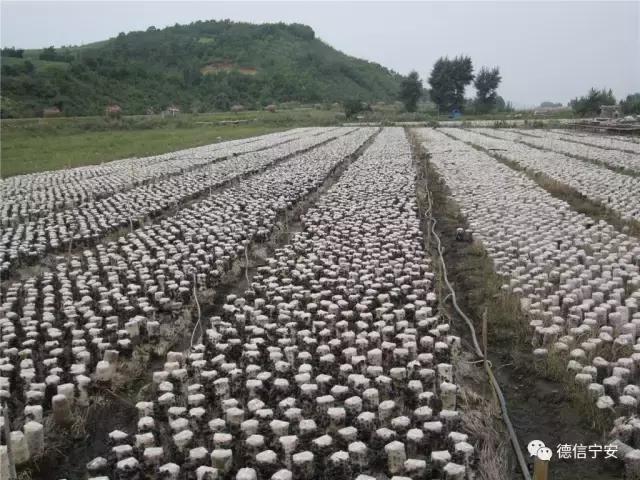 农业农村部、财政部公布！宁安成为首批20个国家现代农业产业园之一