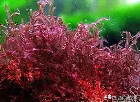 沉木绑扎什么莫斯好,珊瑚莫斯怎么绑扎