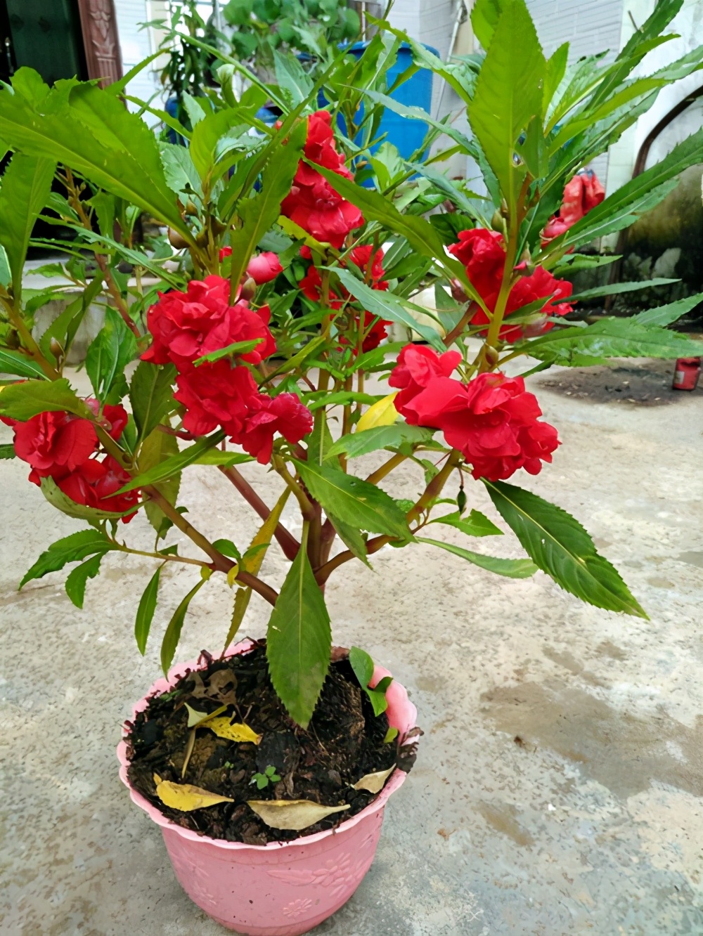 凤仙花怎么养才能长得好,重瓣凤仙花每天需要多少光照