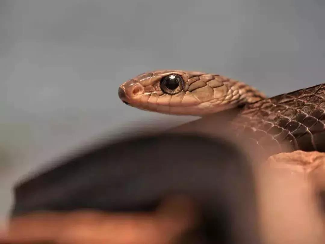 爆火广州溜娃圈的网红双展，宠粉价¥39.9买一送一！劲省二百多元