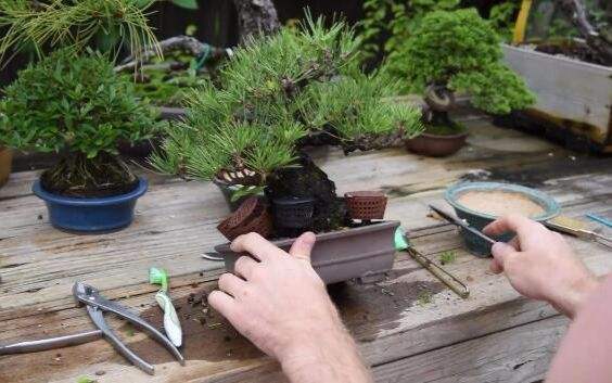 养盆景技巧,盆景修剪的基本方法