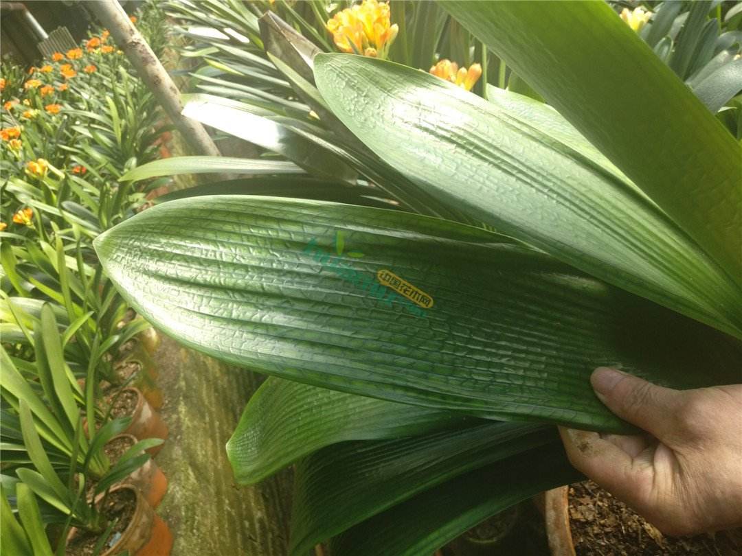 怎么养好君子兰避开5大误区,养好君子兰首先要改掉3个坏习惯