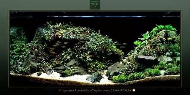 卡佩特k5辣椒榕为什么这么贵,辣椒榕k5为什么贵