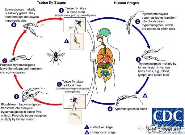 昏睡病能治吗,昏睡跟嗜睡