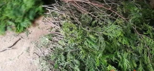 华州高塘农民养的一种特殊飞鼠,“屎”都能卖大钱!