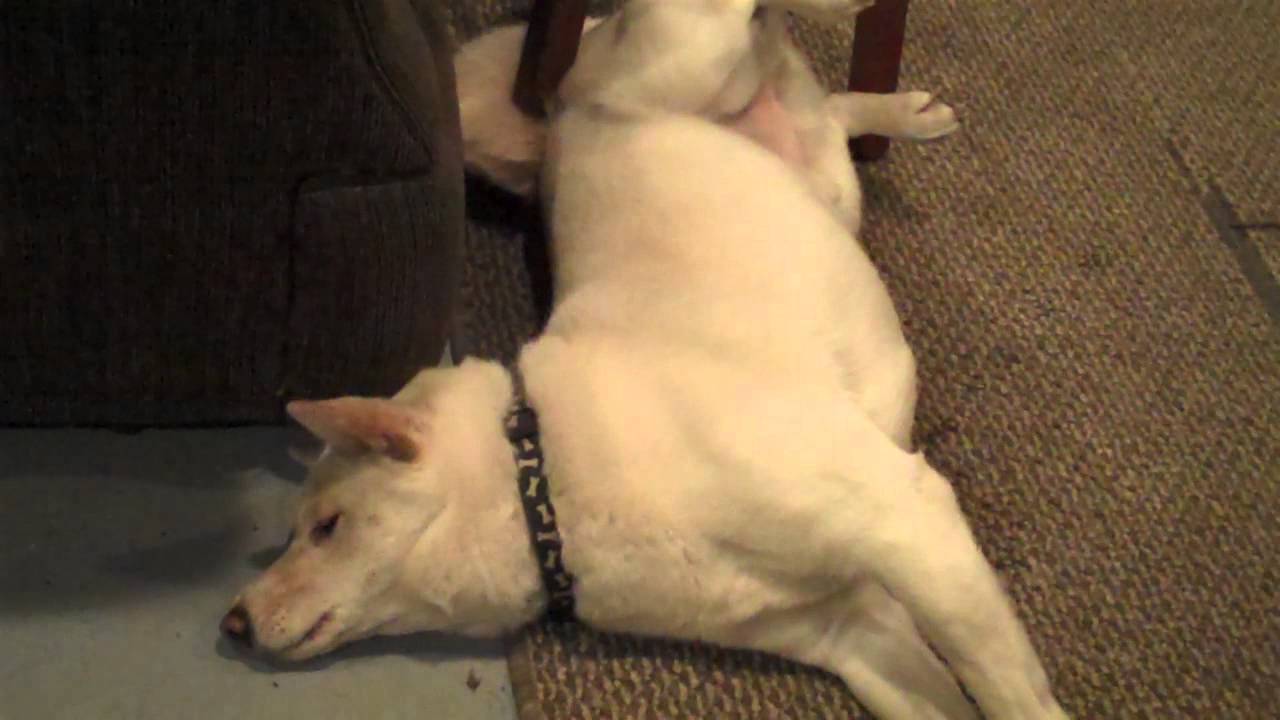 什么会导致癫痫狗狗频繁发病,癫痫狗狗饮食注意什么