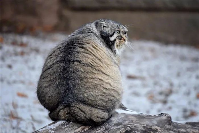 游客雪天遇见兔狲，活像一枚糖霜面包，胖乎乎坐在一旁怀疑喵生！