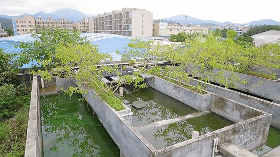 龟苓膏真假对比,真龟壳的龟苓膏