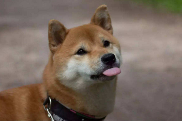 新手养柴犬的十大坏处,养柴犬要注意哪点