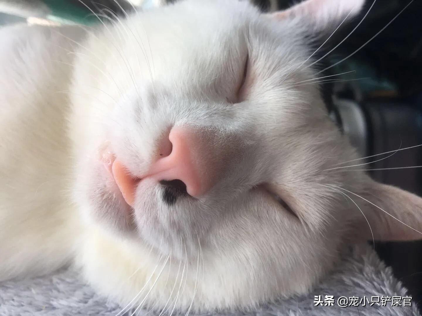 猫奴全面养猫指南,猫奴十三豆柴猫粮