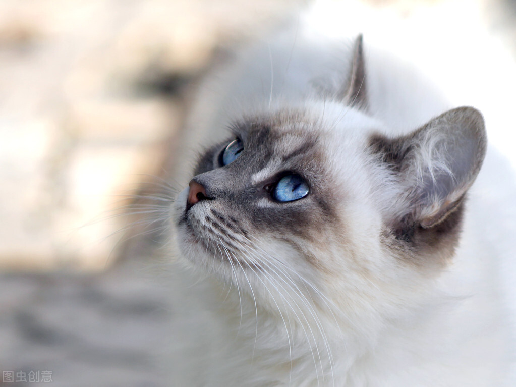 暹罗猫听话吗,暹罗猫懂事