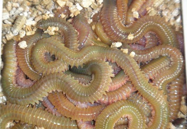 滩钓诀窍,滩钓巨物钓法