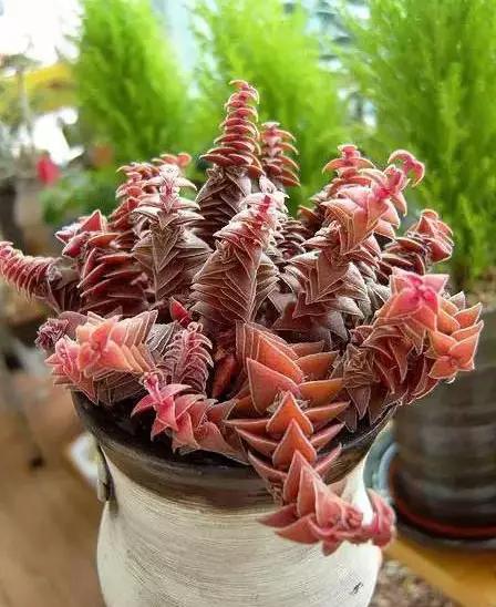 推荐轻松玩转100种常见多肉植物,700种多肉植物图鉴pdf百度云