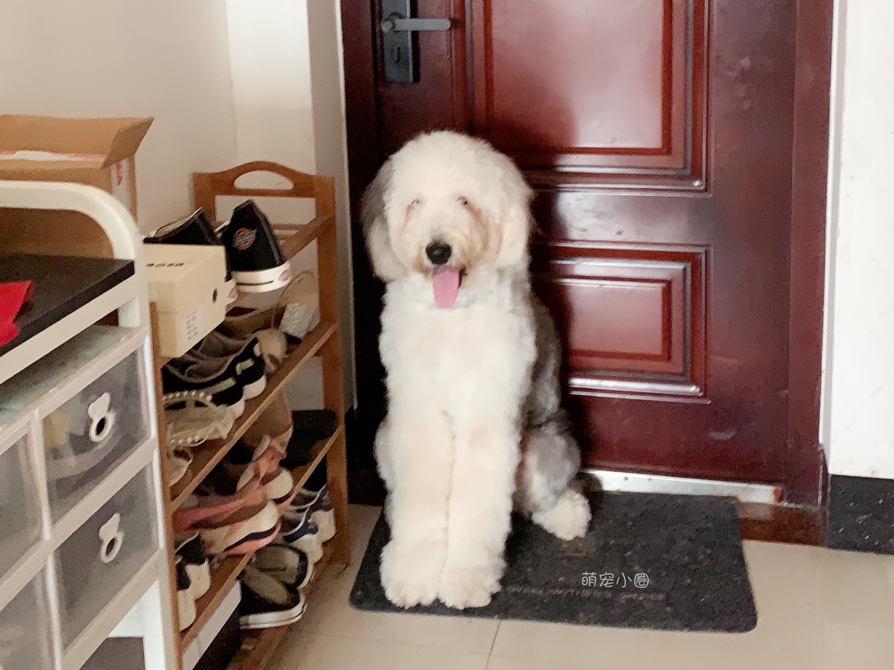 一只狗狗在家里面会无聊吗,狗狗自己在家会不会很无聊