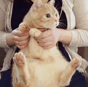 猫咪的这几种行为其实是在保护你,猫咪保护主人的全部视频