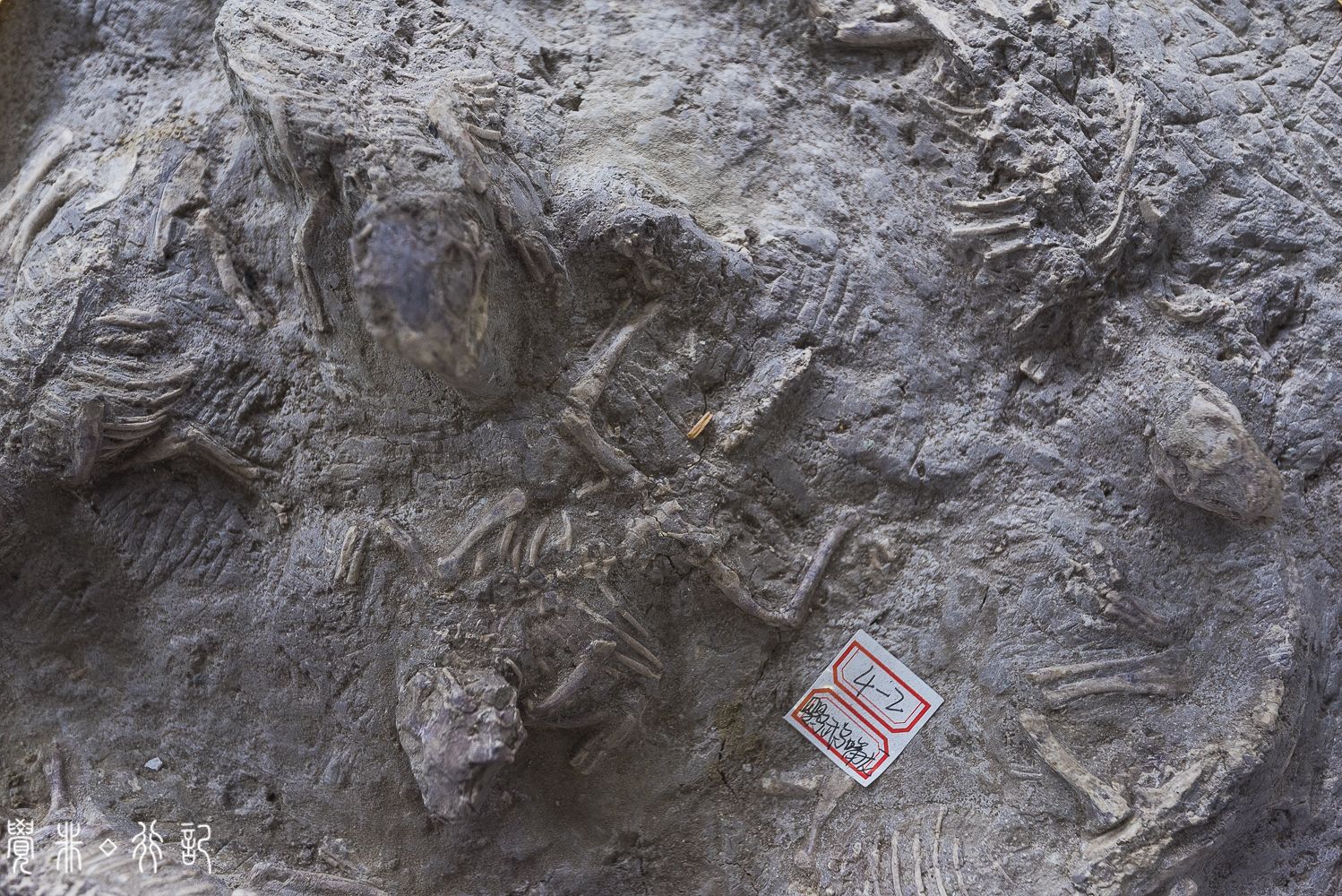 莱阳白垩纪国家森林公园,莱阳白垩纪公园