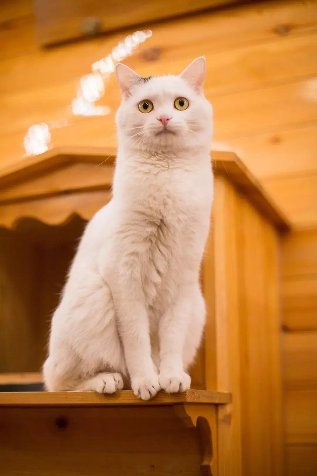 妙笔生猫：羊驼是个啥，比我好看吗？