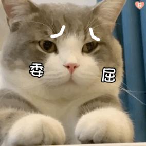 猫丢了三天回来变乖了吗,猫被丢弃后回来就乖了的故事