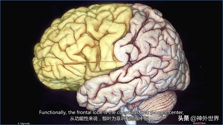 大脑皮质的功能定位总结,基础心理学神经系统的结构及功能