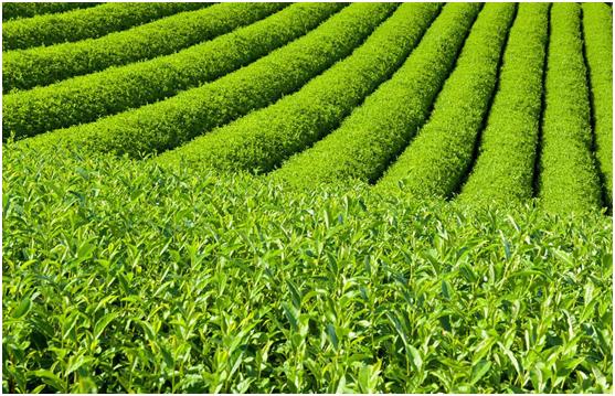 网上几十元的铁观音是真的吗,网上几十元的茶叶怎么样