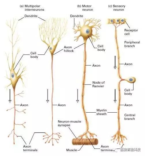 大脑工作原理,一张图看懂人类大脑工作原理