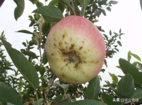 苹果苦痘病防治及施肥方法,苹果苦痘病怎么彻底解决