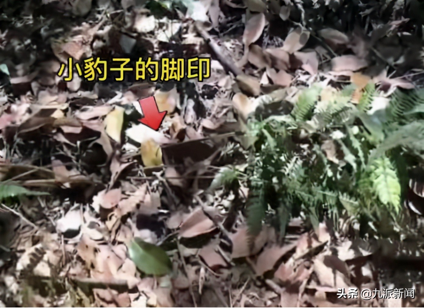 第二只金钱豹被搜救犬咬死,金钱豹被几只狗拿下