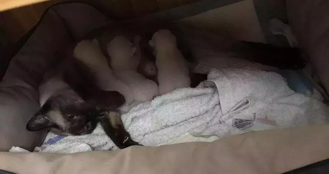 猫咪产后该如何喂养,猫咪生产后排恶露大概排几天