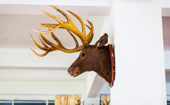 头像马图像,头像马身躯像猪