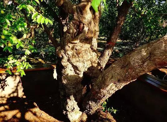 老农家乐陵金丝小枣,优质农产品乐陵金丝小枣